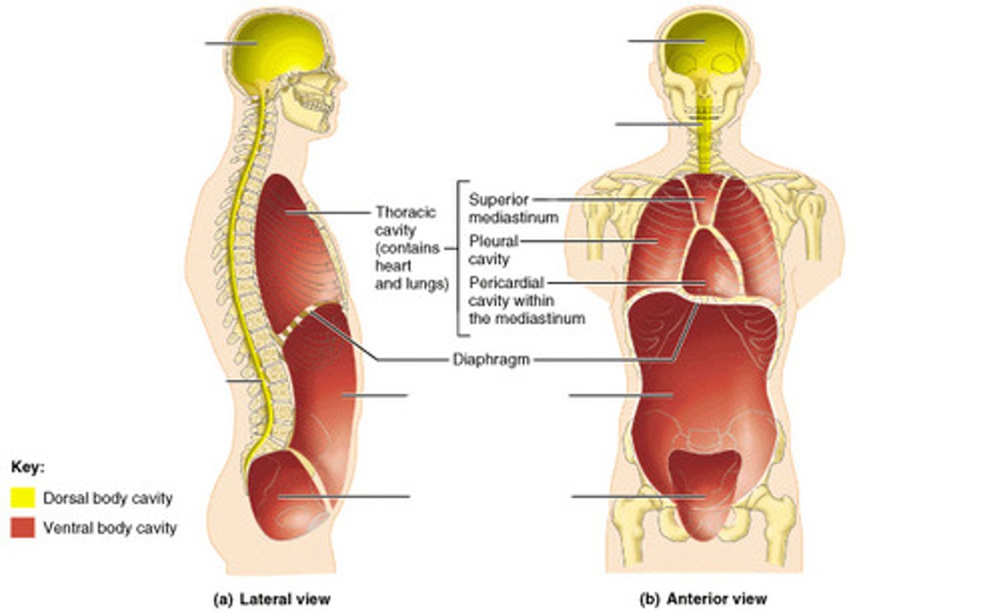 <p>contains heart & lungs</p><p>(superior mediastinum, pleural cavity, pericardial cavity within mediastinum)</p>