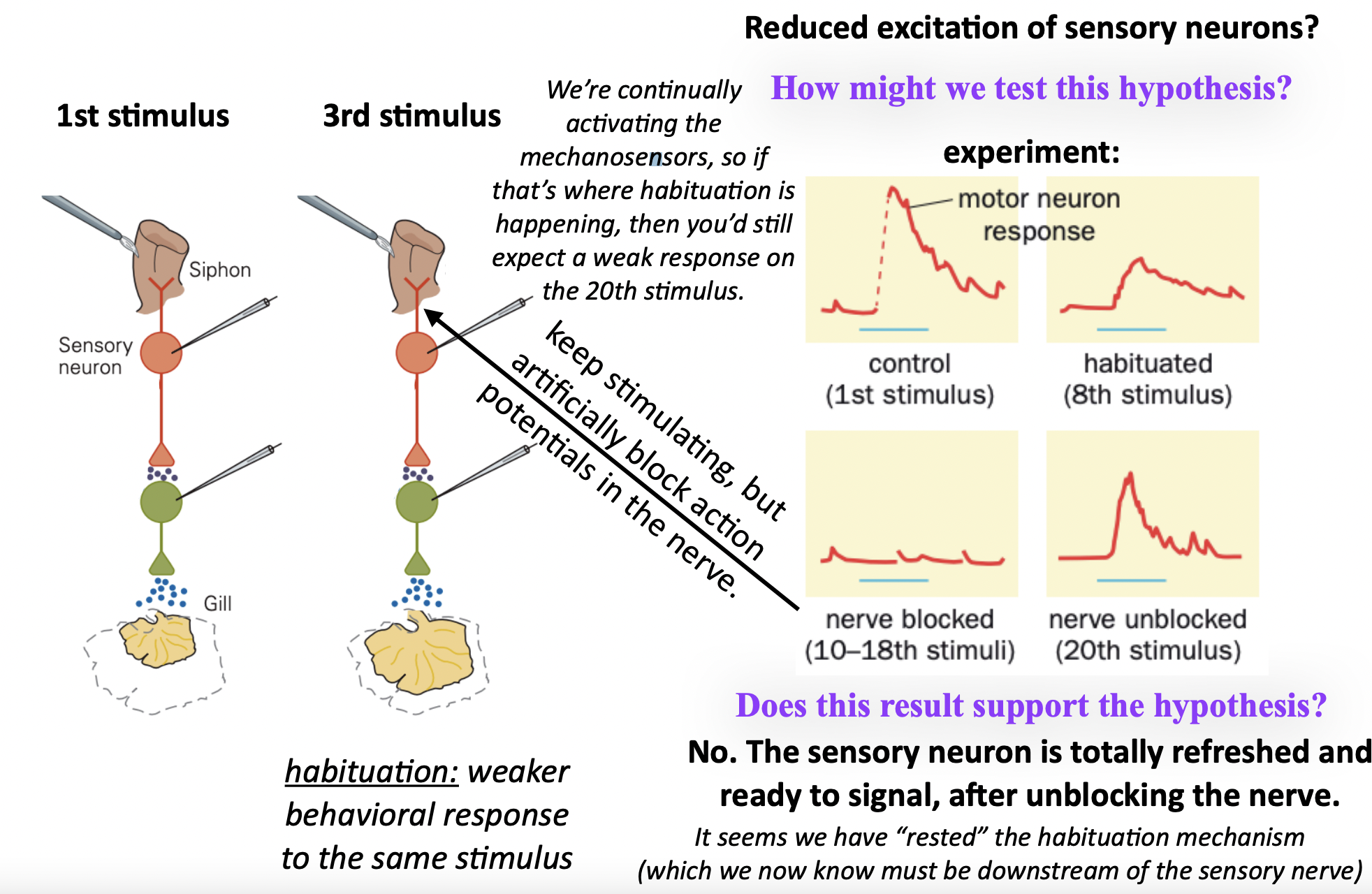 <ul><li><p>keep stimulating/activating the mechanosensors on the sensory nerve </p></li><li><p>BUT BLOCK ACTION POTENTIALS IN THE NERVE </p></li><li><p>nerve blocked 10th-18th stimuli</p><ul><li><p>weak to no response </p></li></ul></li><li><p>nerve unblocked </p><ul><li><p>strong response </p><ul><li><p>DOES NOT INDUCE HABITUATION</p><ul><li><p>if that’s where habituation is happening, then you’d still expect a weak response on the 20th stimulus.</p></li><li><p>sensory neuron refreshed and ready to signal </p></li></ul></li></ul></li></ul></li></ul>