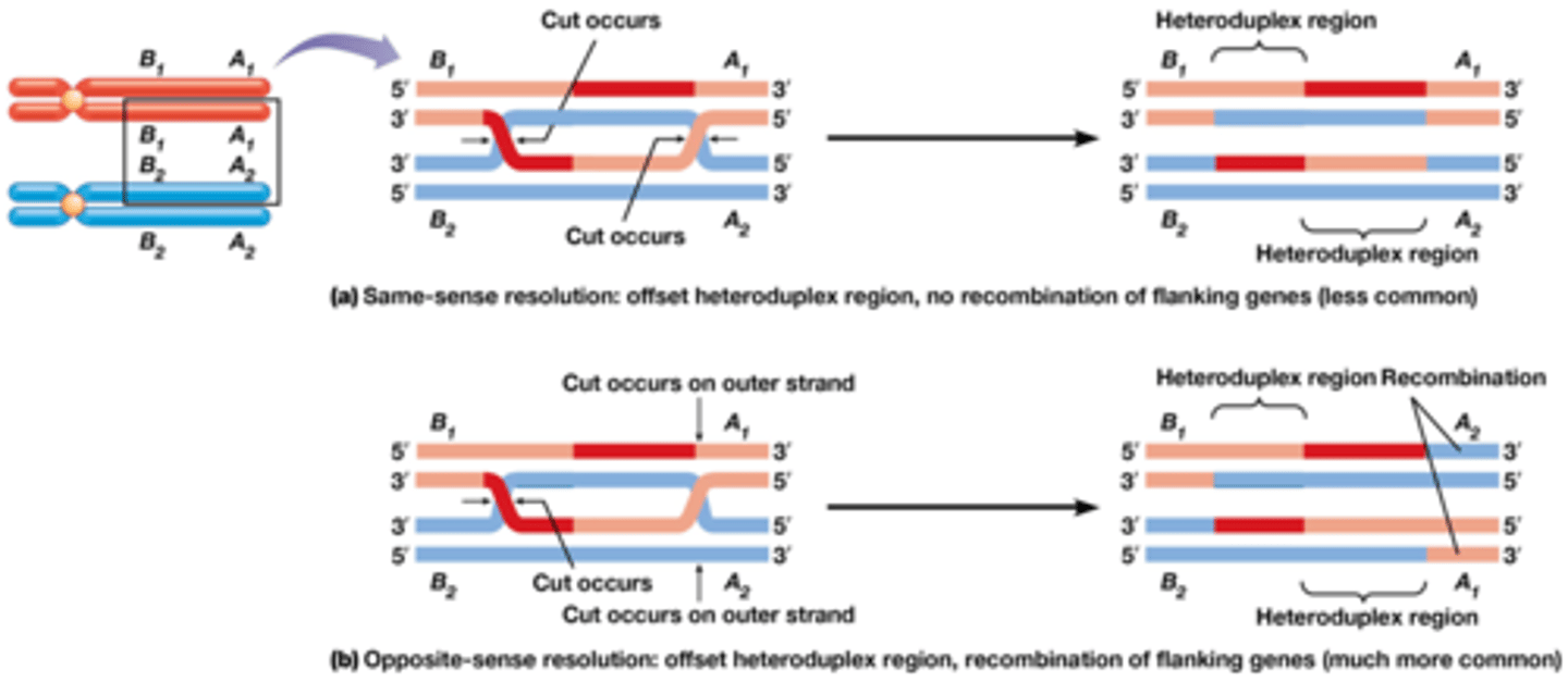 <p>same sense</p><p>-> klein stukje verandert</p><p>opposite sense (meestal)</p><p>->grote verandering</p>