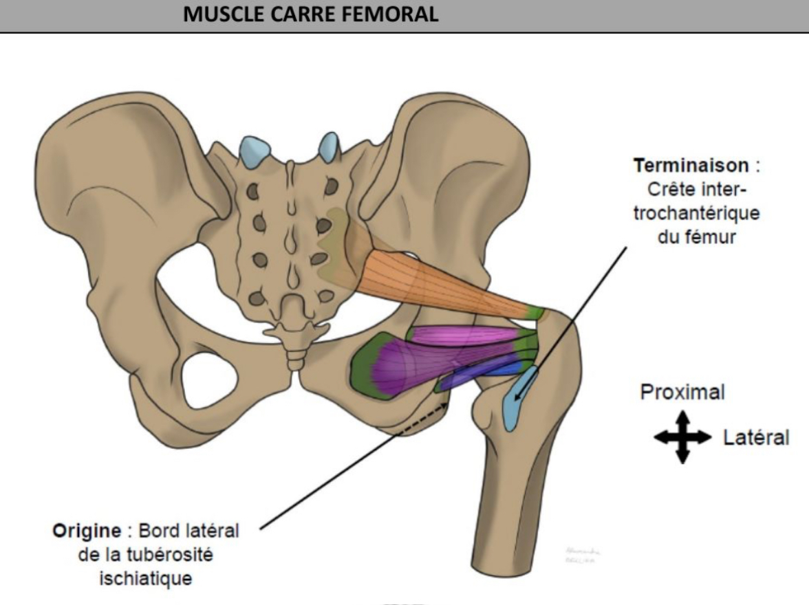 <ul><li><p>le + distal </p></li><li><p>Bord latéral de la tubérosité ischiatique </p></li><li><p>Crête inter-trochantérique du fémur </p></li></ul><p></p>
