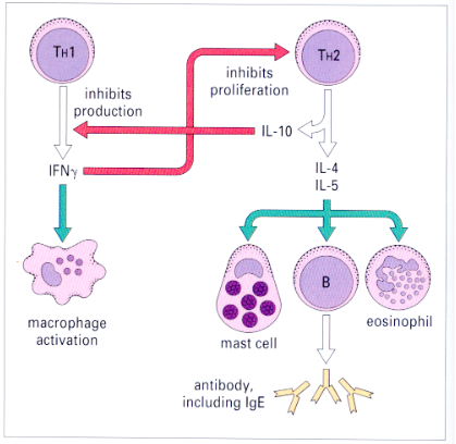 <p>choice of Th2 response is driven by IL-4</p><p>Th2 cells suppress activation of macrophages </p><p>Th2 cells promote strong antibody response based on neutralising IgGs</p><p>Th2 response is most effective to combat extracellular pathogens </p>