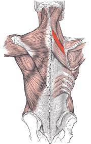 Origin: Spinous process of C7-T1

Insertion: Medial border of scapula

Action: Extends, retracts, and rotates scapula inferiorly
