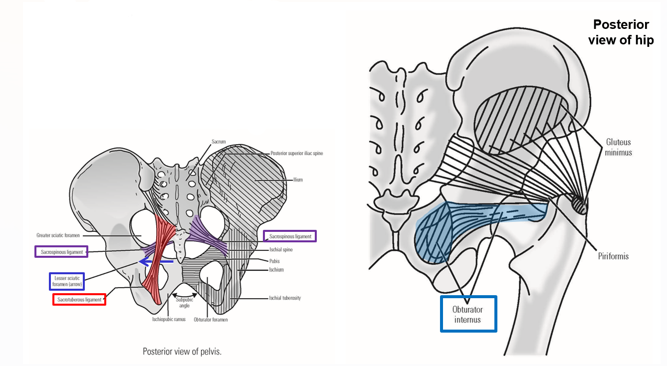 <p><span><u><span>Origin</span></u><span>: internal surface of obturator foramen</span></span></p><ul><li><p><span><span>Exits pelvis via </span><strong><em><span>lesser sciatic foramen</span></em></strong></span></p></li></ul><p><span><u><span>Insertion</span></u><span>: greater trochanter of femur</span></span></p><p style="text-align: left;"><span><u><span>Action</span></u><span>: lateral rotation of thigh at hip joint</span></span></p>