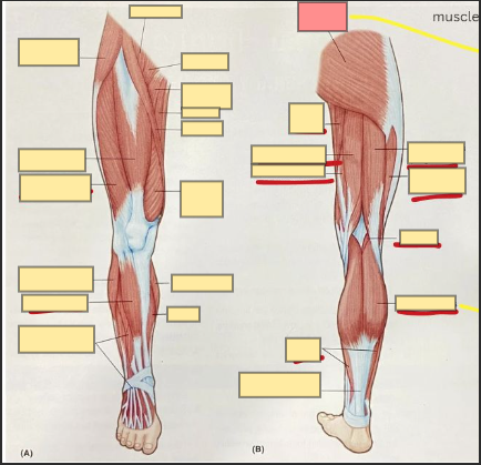 <p>muscle forms the buttocks; extends femur and rotates it outward</p>