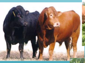 <ul><li><p><span style="color: rgb(0, 0, 0);">Originated from Limousin and<br>Marche regions of France.</span></p></li><li><p><span style="color: rgb(0, 0, 0);">Initially used as draft animals.</span></p></li><li><p><span style="color: rgb(0, 0, 0);">Popular due to low birth weights<br>(ease of calving).</span></p></li><li><p><span style="color: rgb(0, 0, 0);">Heavily muscled; high yielding<br>production of lean beef.</span></p></li><li><p><span style="color: rgb(0, 0, 0);">Horn Status: Horned, but now<br>selectively bred to be Polled.</span></p></li><li><p><span style="color: rgb(0, 0, 0);">Color: Light wheat to dark<br>golden-red, although black<br>Limousins are now being bred.</span></p></li><li><p><span style="color: rgb(0, 0, 0);">Bulls: 2200 – 2500 lbs.  Cows: 1400 – 1550 lbs</span></p></li></ul><p></p>