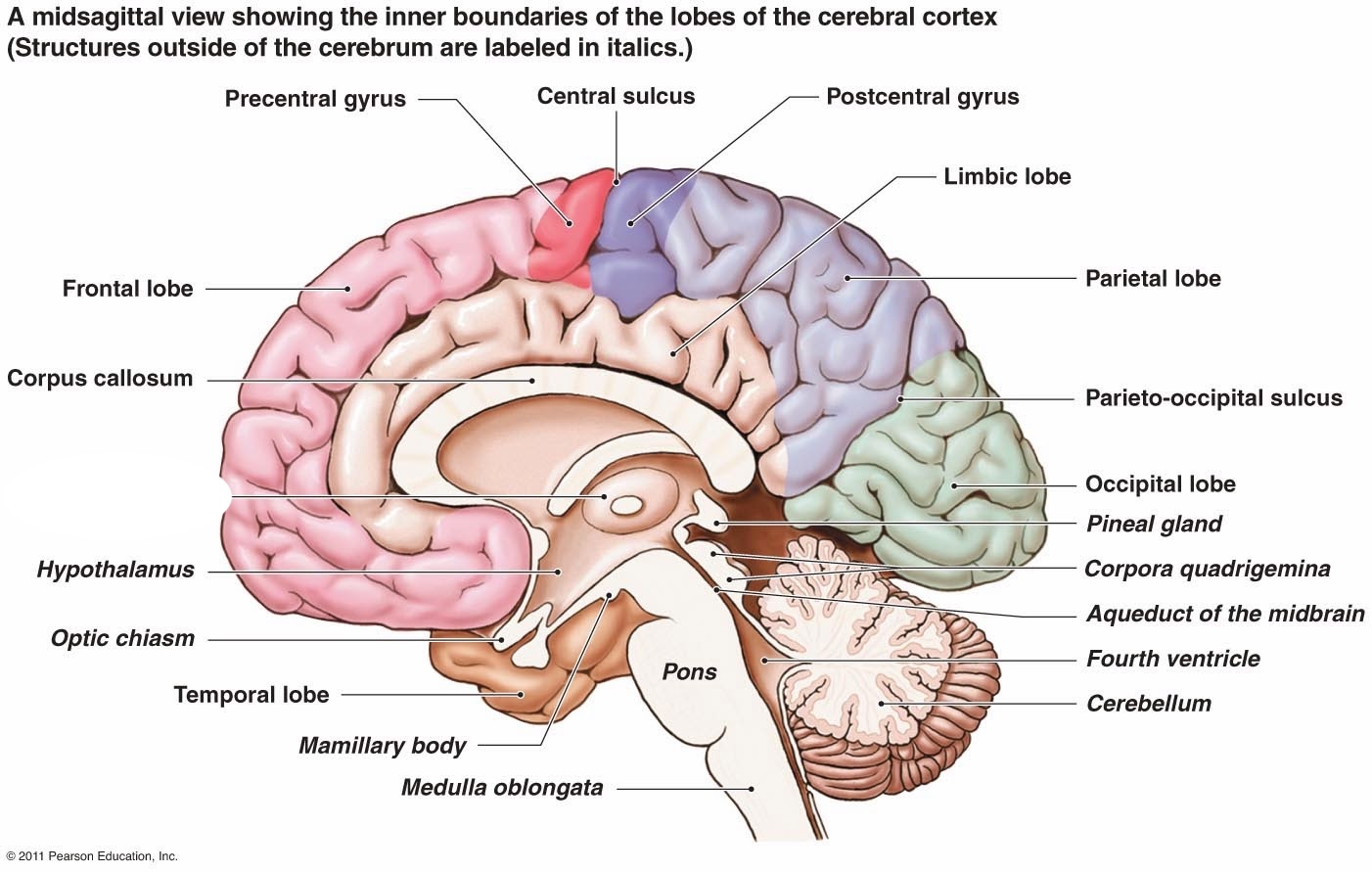 <p>What is this brain regions name and function?</p>