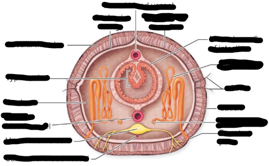 <p>Domain?</p><p>Phylum?</p><p>Class?</p><p>Genus?</p><p>parts: Dorsal blood vessel, Excretory pore, Circular muscles, Subneural blood vessel, Nephrostome, Muscular wall of intestine, Nephridium, Cuticle, Setae, Typhlosole, Ventral nerve cord, Coelom, Ventral Blood Vessel, Longitduinal muscles, Coelomic lining</p>