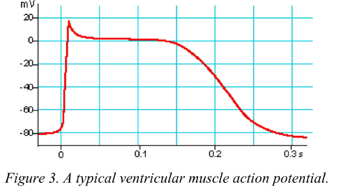 Rapid depolarisation, plateau depolarisation and repolarisation 