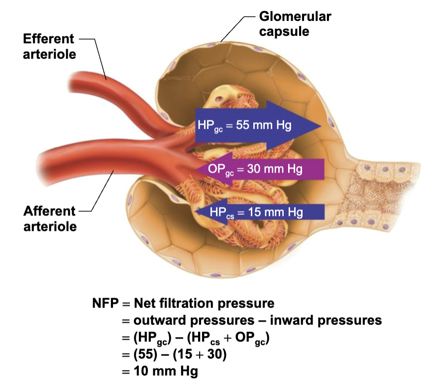 <p><strong><em>Pressures that Affect Filtration</em></strong></p><ol><li><p><strong>Outward Pressure → <mark data-color="green" style="background-color: green; color: inherit;">Forces that promote filtrate formation</mark></strong></p><ul><li><p><span style="color: blue;"><strong><span>Hydrostatic pressure in glomerular capillaries (HP</span><sub><span>gc</span></sub><span>) </span></strong></span>is essentially glomerular BP</p><ul><li><p>Chief force pushing water, solutes <strong>out of blood</strong></p></li><li><p><span style="color: green;"><strong><span>55 mmHg</span></strong></span></p></li><li><p>Reason why HIGH is that efferent arteriole is a high-resistance vessel with a diameter smaller than afferent arteriole</p></li></ul></li></ul></li><li><p><strong>Inward Pressure → <mark data-color="red" style="background-color: red; color: inherit;">Forces inhibiting filtrate formation</mark></strong></p><ul><li><p><span style="color: red;"><strong><span>Hydrostatic pressure in capsular space (HP</span><sub><span>cs</span></sub><span>)</span></strong></span></p><ul><li><p>Filtrate pressure in capsule</p></li><li><p><span style="color: green;"><strong><span>15 mmHg</span></strong></span></p></li></ul></li><li><p><span style="color: red;"><strong><span>Colloid osmotic pressure in capillaries (OPgc)</span></strong></span></p><ul><li><p>“Pull” of proteins <strong>in blood</strong></p></li><li><p><span style="color: green;"><strong><span>30 mmHg</span></strong></span></p></li></ul></li></ul></li><li><p><strong>Net Filtration Pressure (NFP) → <mark data-color="purple" style="background-color: purple; color: inherit;">sum of forces</mark></strong></p><ul><li><p><span style="color: green;"><strong><span>55 mmHg forcing out minus 45 mmHg opposing = vet outward force of 10 mmHg</span></strong></span></p></li><li><p>PRESSURE RESPONSIBLE FOR FILTRATE FORMATION</p></li></ul></li></ol><p></p>