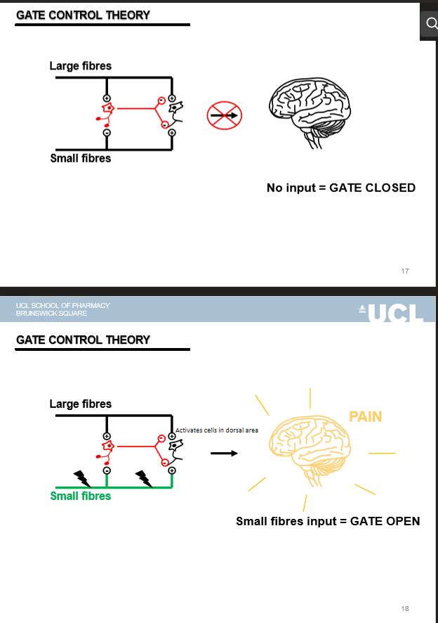 <p>pain transmission is modulated by the balance of large-fibre (Aβ) and small-fibre (Aδ/C) inputs</p>