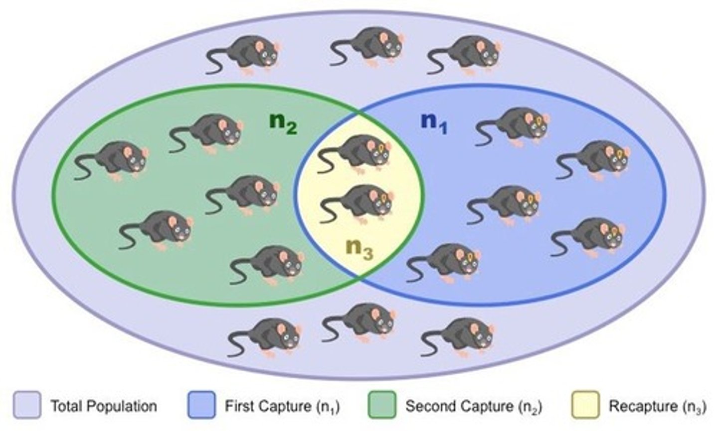 <p>Method for estimating motile animal populations.<br>- Involved capturing a sample, mark each individual, &amp; release them. After some time capture a 2nd sample and count the marked individuals.</p>