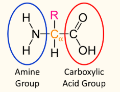 <ul><li><p>contain both an amine group (-NH2) and a carboxylic acid (-COOH) functional groups</p></li><li><p>α-amino acids contain both an amine and a carboxyl group that are separated by one carbon atom</p></li><li><p>general formula: RCH(NH2)COOH</p></li></ul><p></p>