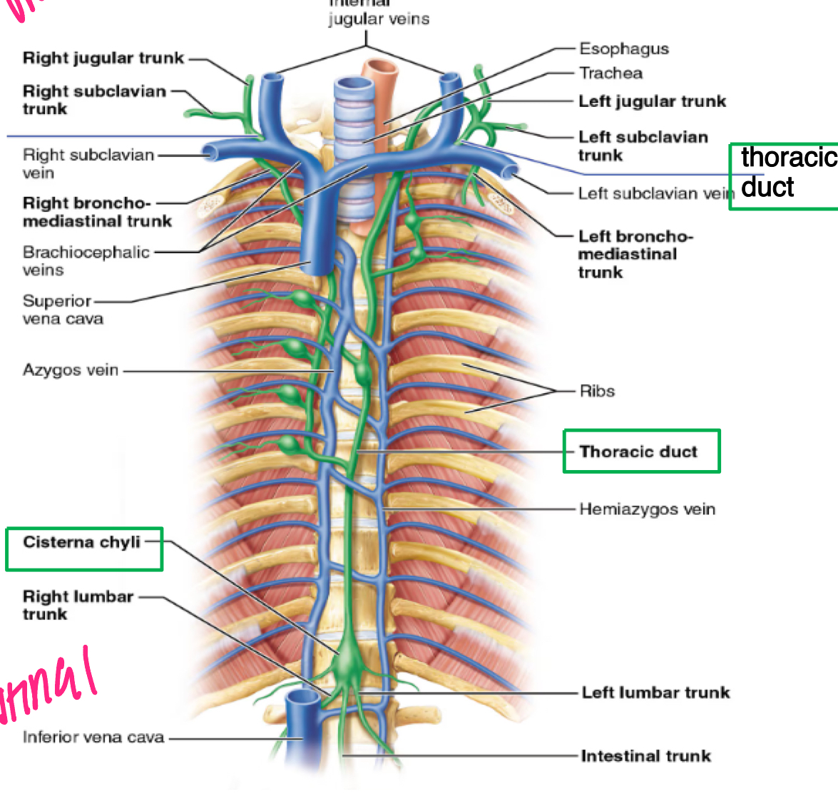 <p>lymphatic trunks lead to two lymphatic ducts that drain into subclavian veins</p><ul><li><p>R LYMPHATIC DUCT → R subclavian</p></li><li><p>THORACIC DUCT→ L subclavian </p></li><li><p>CISTERNA CHYLI: enlarged sac that begins the thoracic duct (meeting point of lumbar and intestinal)</p></li></ul><p></p>