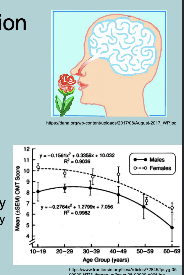 <p>Olfaction:</p><ul><li><p>Wide VARIABILITY between people (some specific anosmias = smell blindness)&nbsp;</p></li><li><p>FEMALES  have better sense of smell than MALES&nbsp;</p></li><li><p>Sensitivity DECREASES with age&nbsp;</p></li><li><p>Environment can affect SENSITIVITY (smokers usually have poor olfactory abilities)&nbsp;</p></li></ul><p></p>