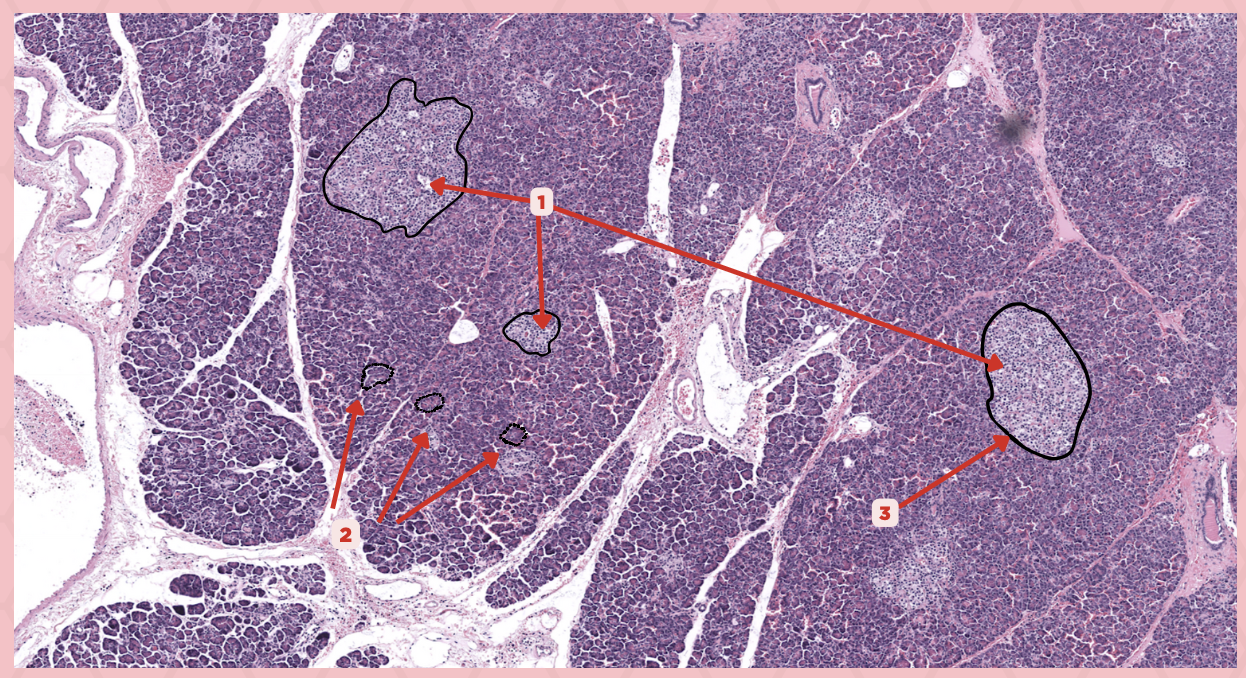 <p>Identify the structure labeled as 2.</p>