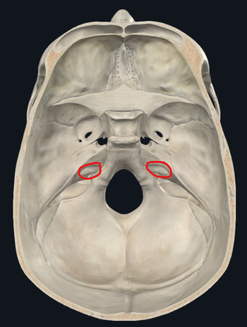 <ul><li><p>Fosa craneal posterior</p></li></ul><p></p>