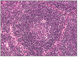 <p>name of histologic slide:</p><p>Specie:</p><p>Stain used:</p>