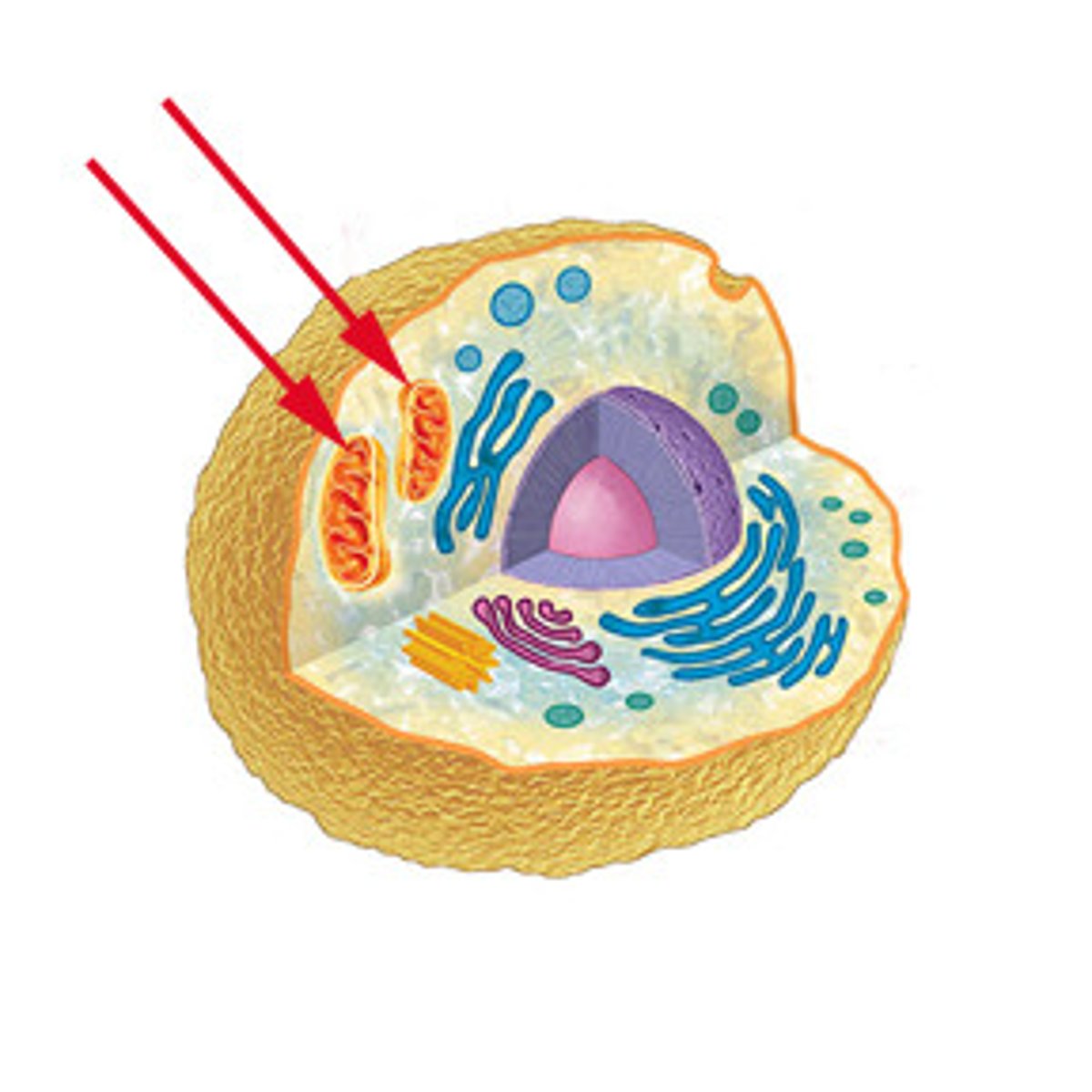 <p>organelles that carry cellular respiration which converts energy in food to chemical energy ATP</p>