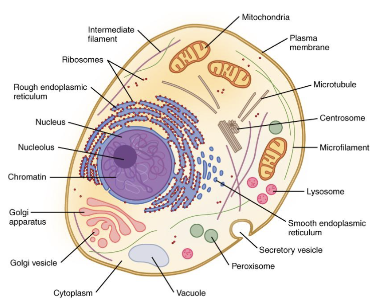 <p>nucleus</p>