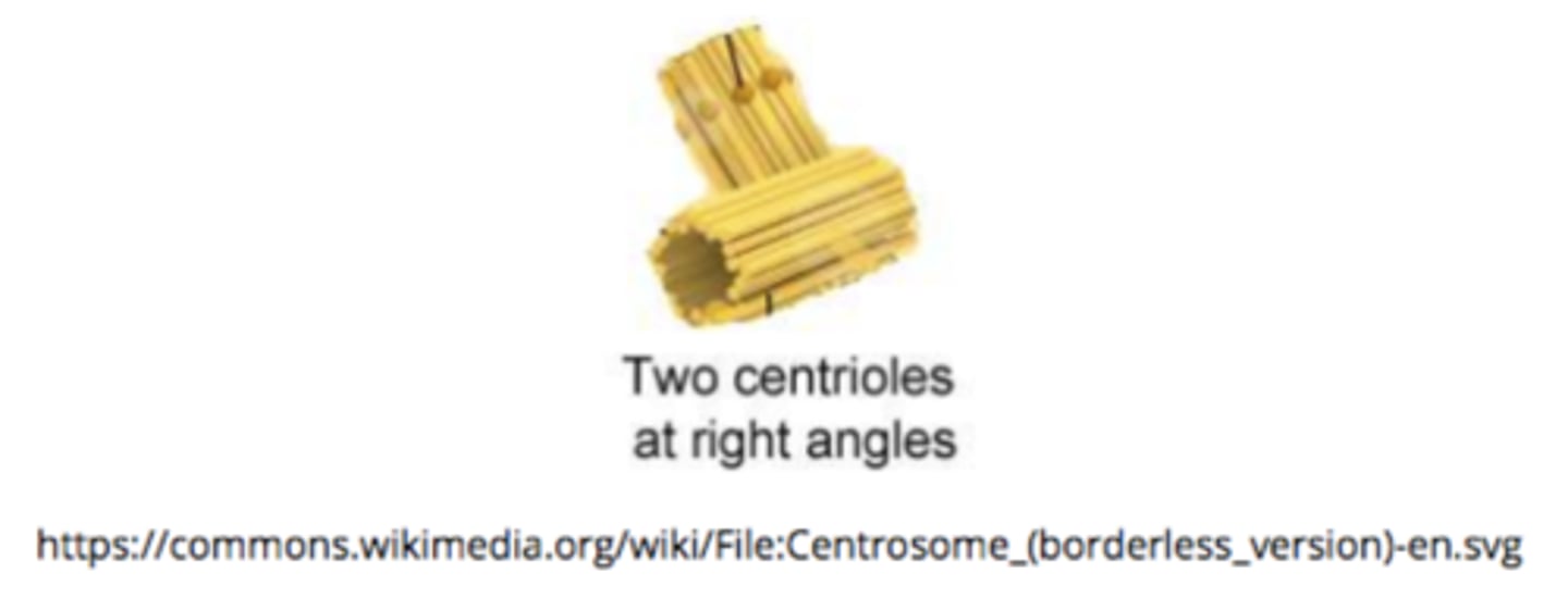 <p>centrioles</p>