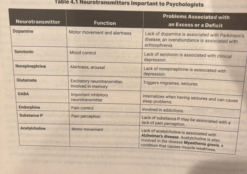 <ul><li><p>dopamine for movement, too much causes schizophrenia</p></li><li><p>serotonin helps with mood</p></li><li><p>norepinephrine is for alertness</p></li><li><p>glutamate for memory</p></li><li><p>GABA for an inhibitory</p></li><li><p>endorphins control pain</p></li><li><p>substance P helps you feel pain</p></li><li><p>acetylcholine for movement</p></li></ul><p></p>
