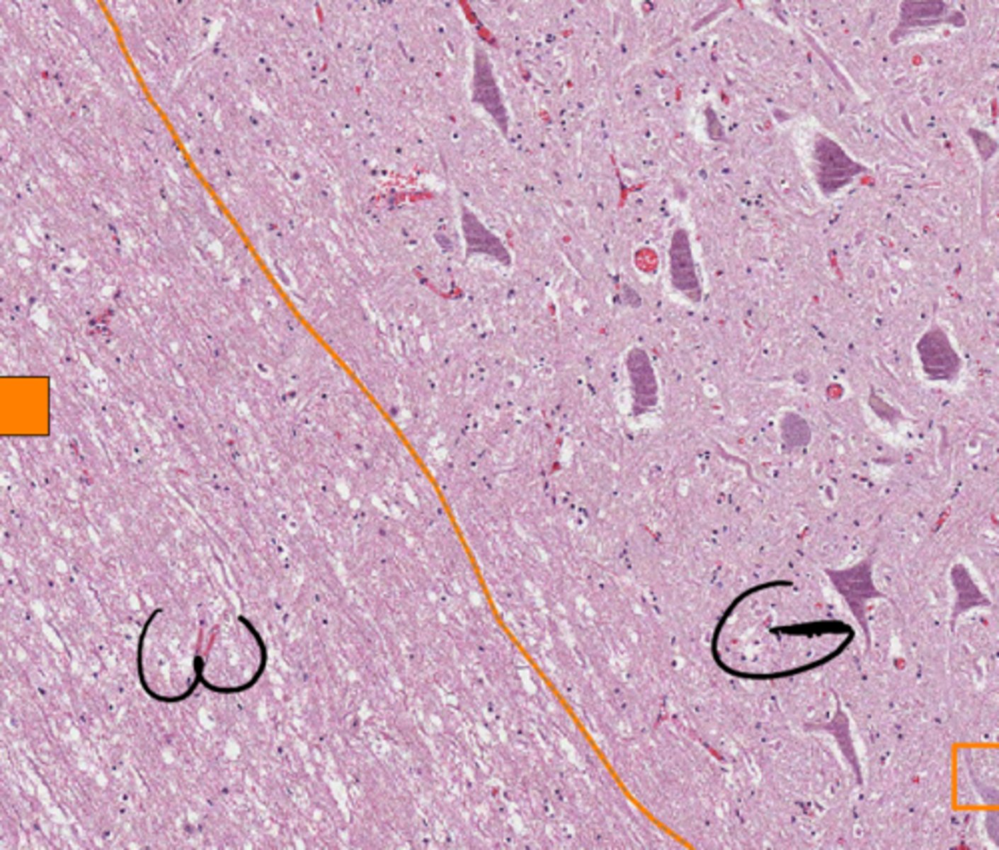 <p>collection of neuron cell bodies outside the CNS</p>