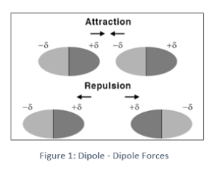 <p>Identify the intermolecular force present</p>