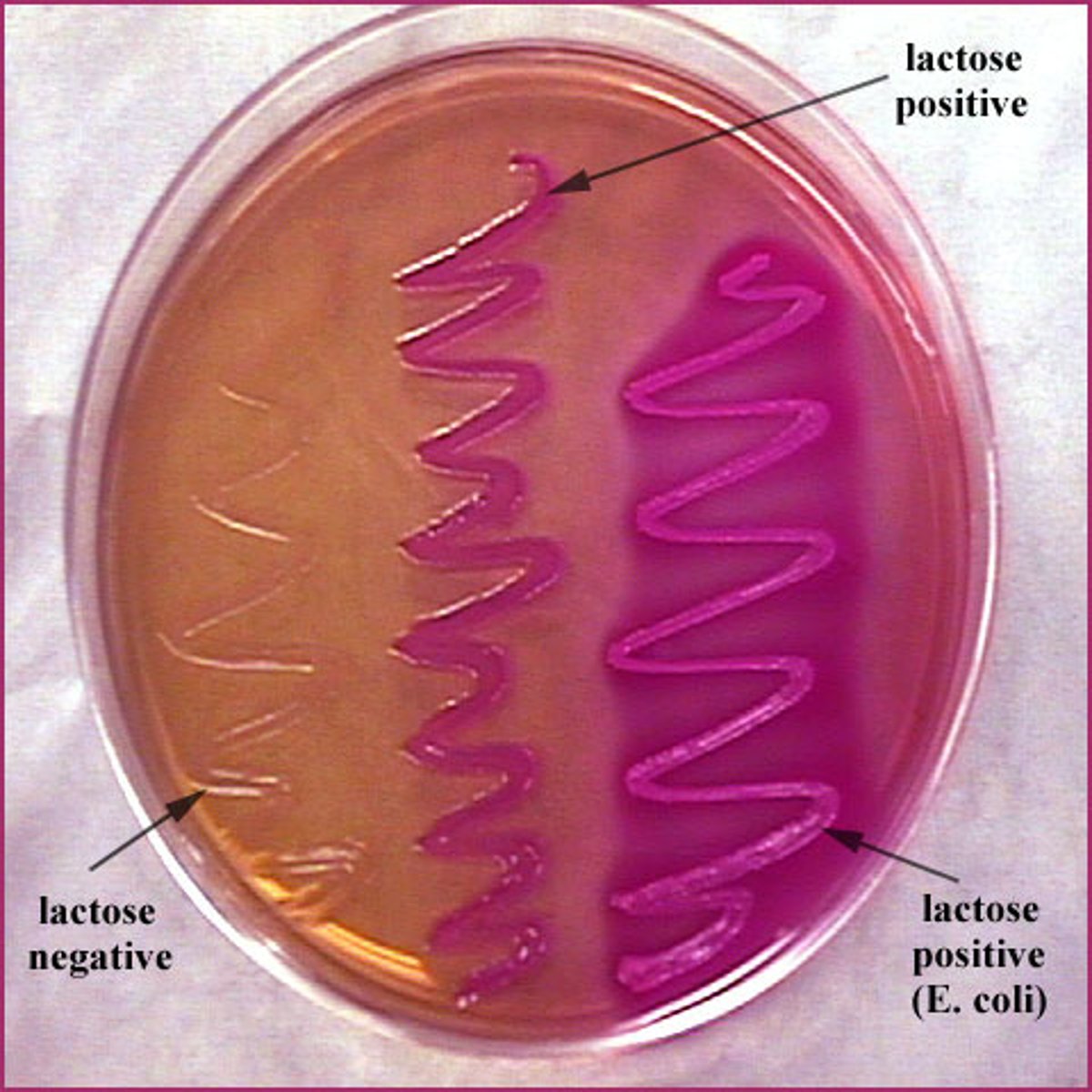 <p>• Streak line visible but no colonies - Negative for growth<br>• Streak line visible positive for growth but not purple - colonies but negative for lactose <br>• Streak line purple and growth - positive for growth and lactose</p>