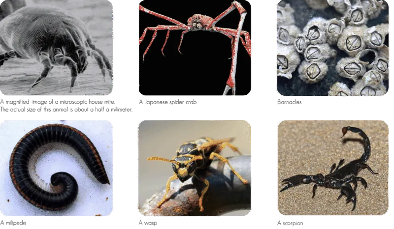 <p>FILL: These animals all belong to the phylum Arthropoda. They are known for having hard outer __________.</p>
