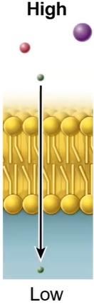 <p>goes down a <strong>concentration gradient</strong></p>