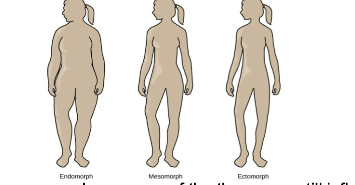 <p>believed body types could be linked to personality </p><p><strong>Endomorphs</strong> – relaxed, comfortable, good-humored, even-tempered, sociable, tolerant<br><strong>Mesomorphs</strong> – adventurous, assertive, competitive, fearless<br><strong>Ectomorphs</strong> – Anxious, self-conscious, artistic, thoughtful, quiet, private<br></p><p>Discredited but even people unaware of the theory are still influenced in their assessments of personality by body type</p>