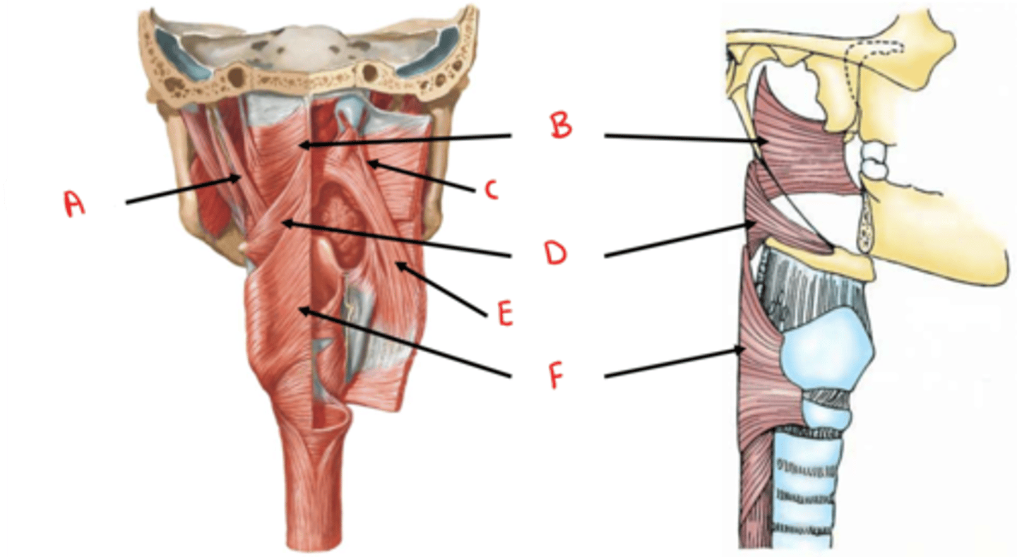 <p>identify D</p>