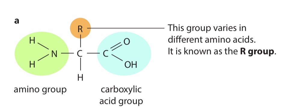 <p>All amino acids have a central carbon atom which is bonded to an amino group, –NH 2 , and a carboxylic acid group, –COOH. These two groups give amino acids their name. The third component that is always bonded to the carbon atom is a hydrogen atom. So, the only way in which amino acids differ from each other is in the fourth group of atoms bonded to the central carbon. This is called the R group.</p>