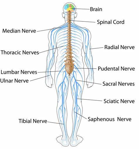 <p><span>Consists of the brain, spinal cord, and nerves that mostly controls everything we do and is heavily involved in maintaining homeostasis.</span></p>