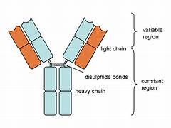 <ul><li><p>The protective protein produced by the immune system in response to the presence of a foreign substance. </p></li><li><p>Antibodies recognize and latch onto antigens in order to remove them from the body. </p></li></ul><p></p>