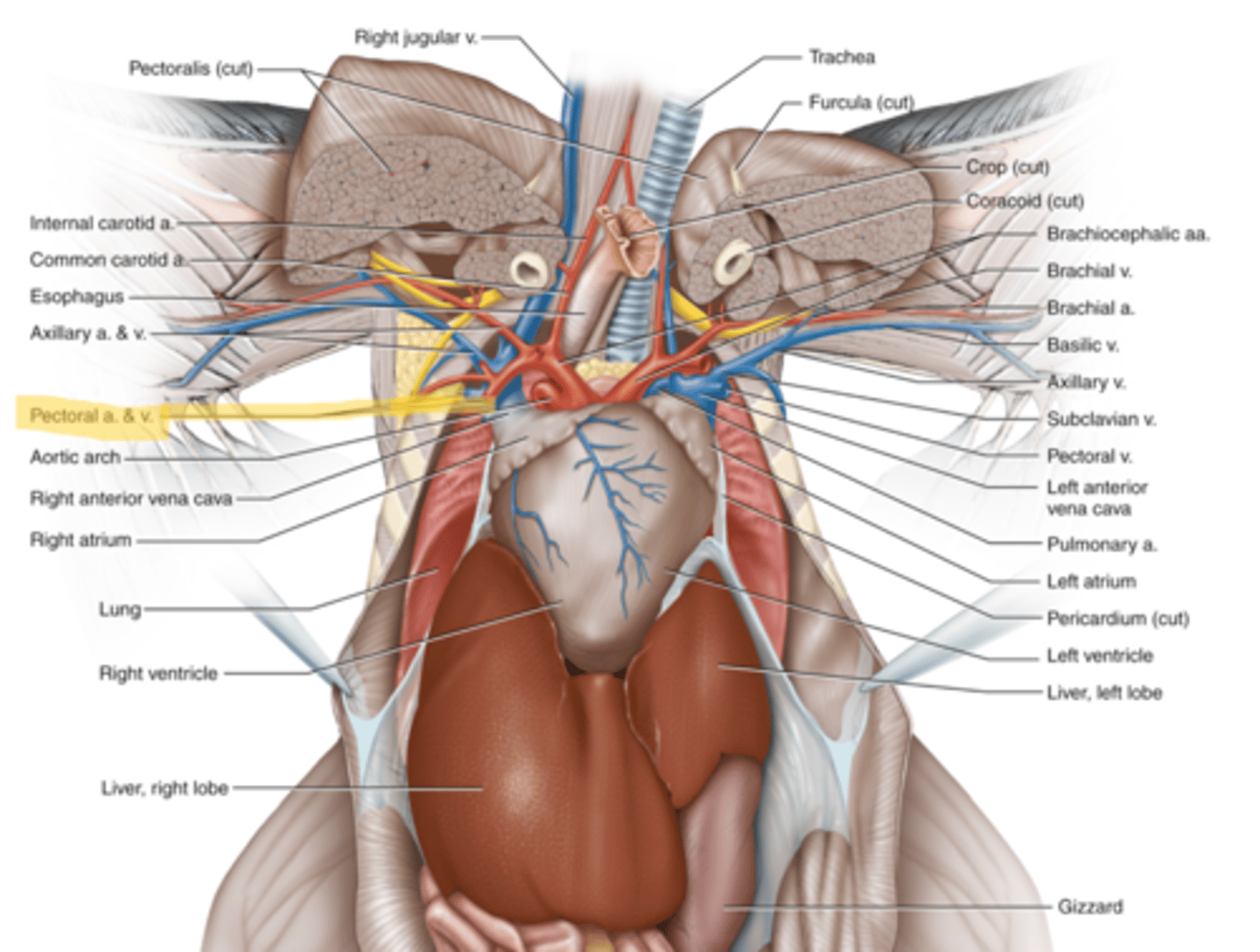 knowt flashcard image