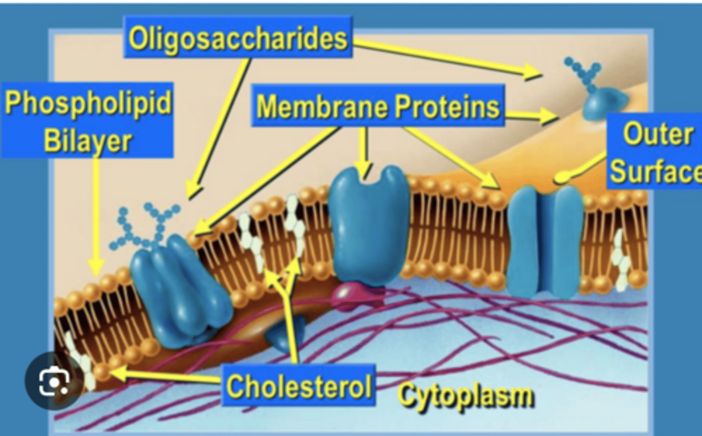 <p>What do conjugated oligosaccharides function as? (4)</p>