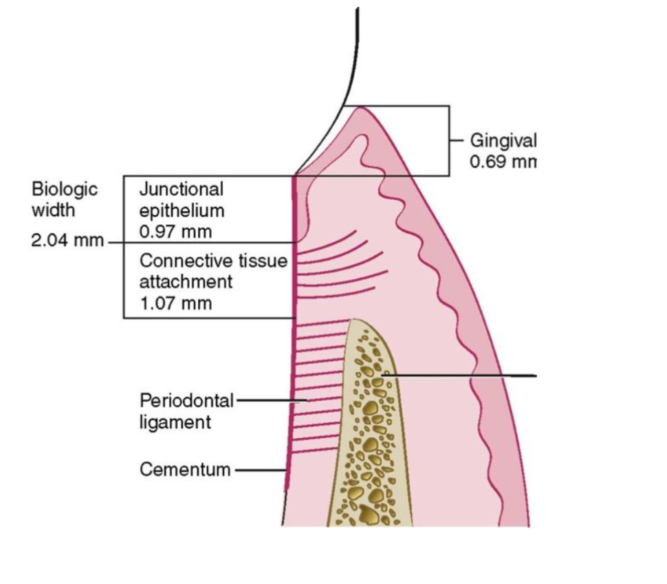 <p><span style="color: rgb(0, 0, 0)">The distance established by the junctional epithelium and connective tissue attachment to the root surface of a tooth.</span></p><p><span style="color: rgb(0, 0, 0)">Assessment for _____ can be made clinically by measuring the distance between the bone and the restoration margin using a periodontal probe.</span></p>