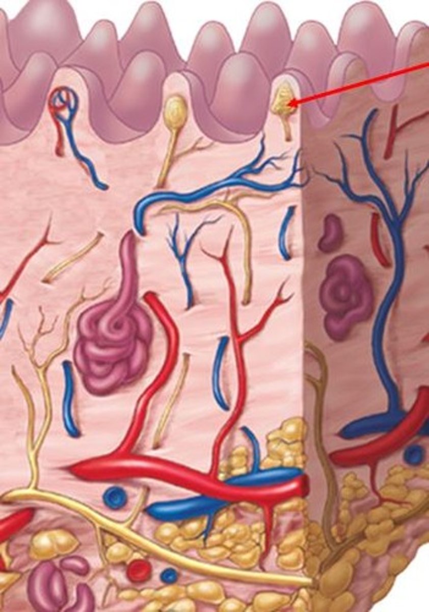 <p>What is the red arrow pointing to?</p>