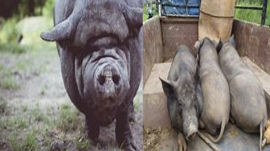 <p>Type and Breed </p>