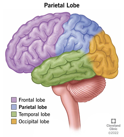 <p>Parietal</p>