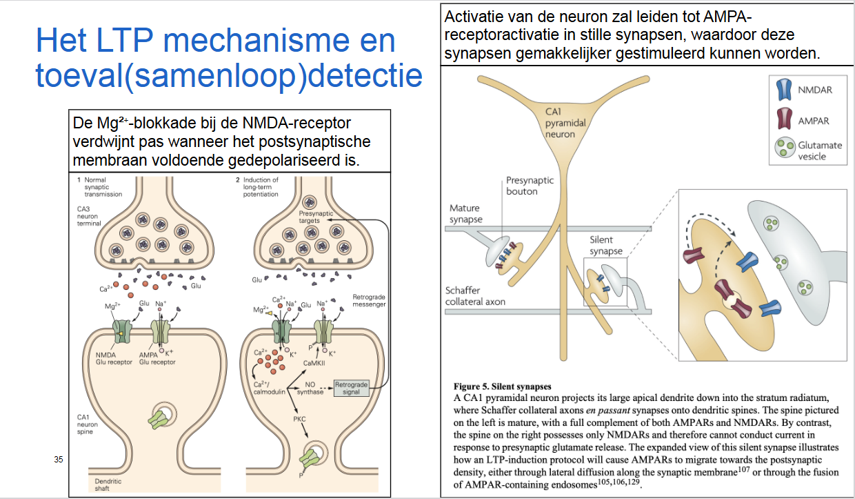 <p>→ andere manier om te zorgen dat verbindingen selectief gebeuren: via proces van associatie</p><ul><li><p>signaal enkel versterkt worden dat relevant is</p><ul><li><p>enkel zenuwcellen die ontvankelijk zijn kunnen versterkt worden (bv. Mg bij NMDA → enkel indien al voldoende depolarisatie)</p></li></ul></li><li><p>activeren van stille synapsen</p><ul><li><p>ontvankelijk worden van synaps door NMDA en AMPA-receptoren</p></li></ul></li></ul><p></p>