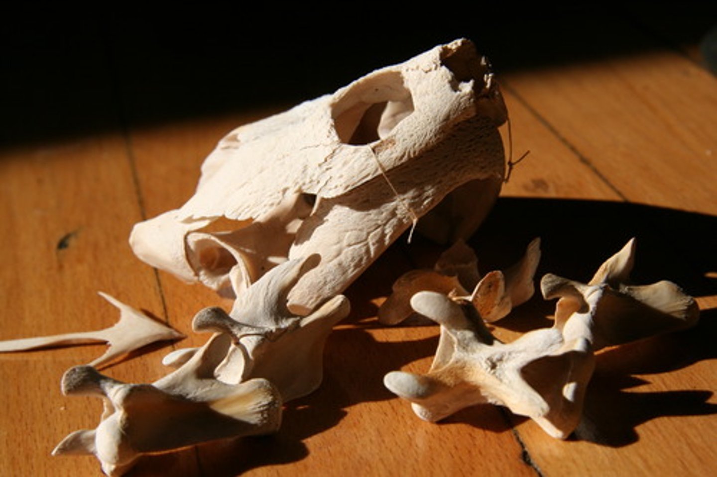 <p>bones</p>