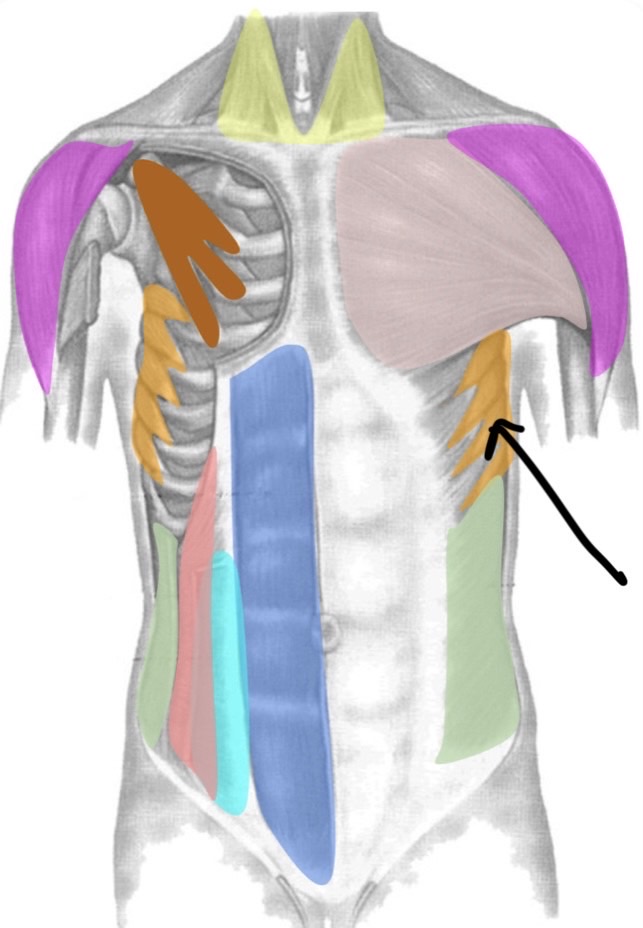 term image