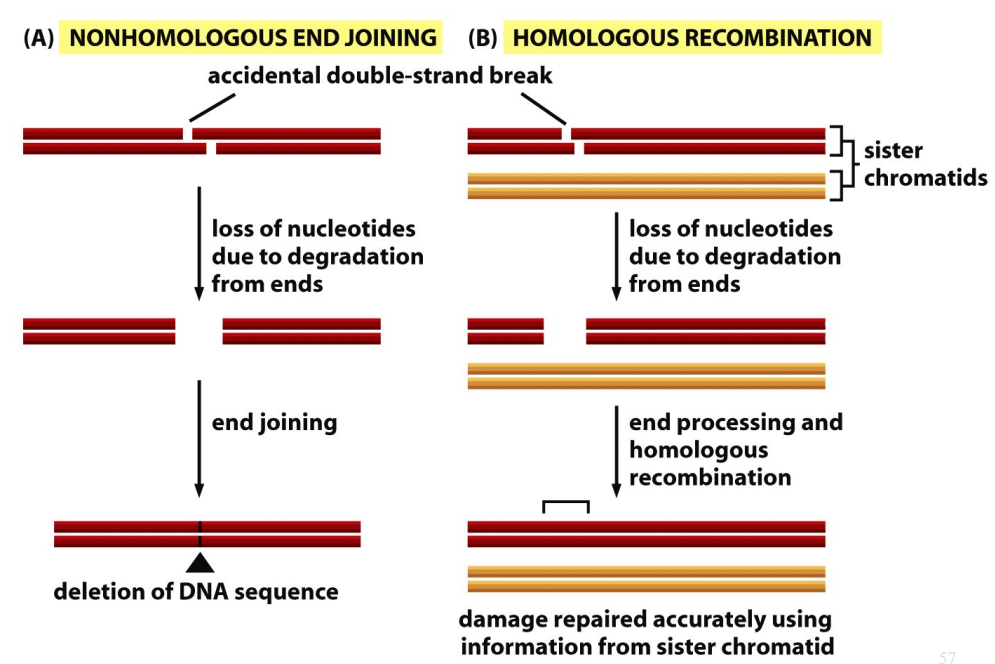 <ul><li><p>Accidental double-strand break → loss of nucleotides due to degradation from ends → end processing and homologous recombination → damage repaired accurately using information from sister chromatid.&nbsp;</p></li></ul><p></p>