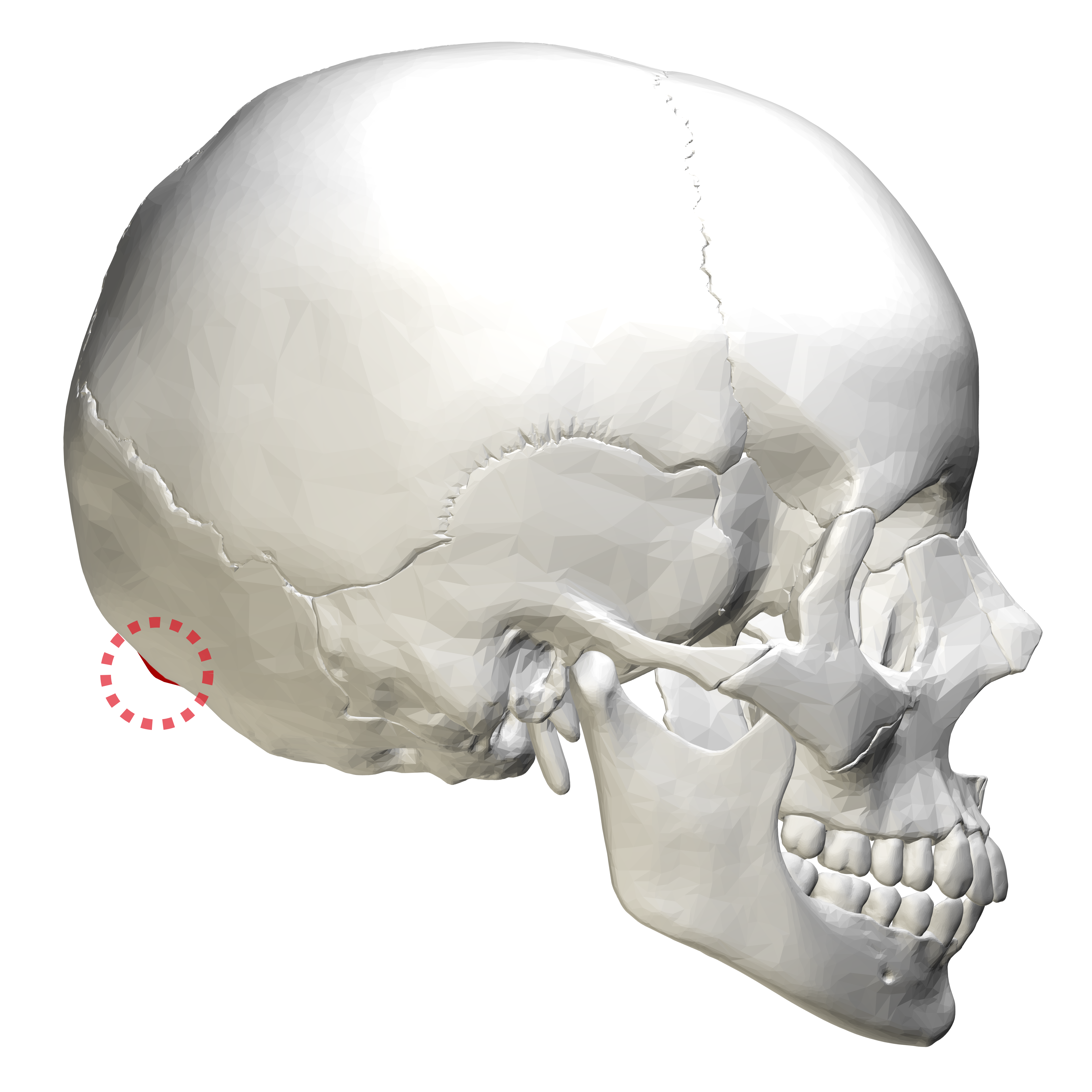 A small bump at the very back of the skull