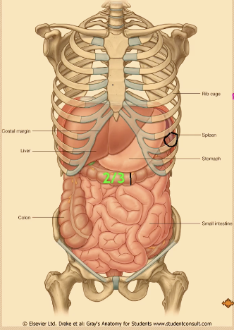 <p><span>• </span><strong><span>Foregut:</span></strong><span> Buccopharyngeal membrane → liver bud(pharyngeal gut to respiratory diverticulum</span>)<br><span>• </span><strong><span>Midgut:</span></strong><span> Distal to liver bud → junction of right 2/3 & left 1/3 of transverse colon (often left colic flexure)(connected to yolk sac via vitelline duct))</span><br><span>• </span><strong><span>Hindgut:</span></strong><span> Distal 1/3 of transverse colon → cloacal membrane</span></p><p></p><p><span>• Foregut → </span><strong><span>Celiac trunk</span></strong><br><span>• Midgut → </span><strong><span>Superior mesenteric artery (SMA)</span></strong><br><span>• Hindgut → </span><strong><span>Inferior mesenteric artery (IMA)</span></strong></p>