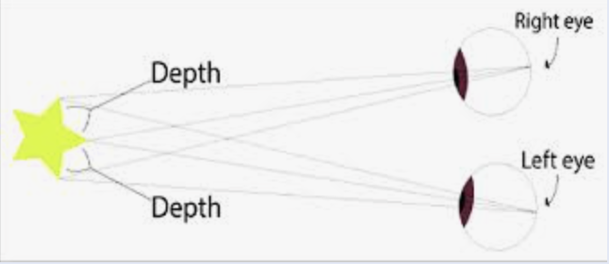 <p>the brain's ability to perceive depth and solidity in three dimensions by combining two slightly different images from each eye. for primates: with protected orbits for moving and locating prey</p>