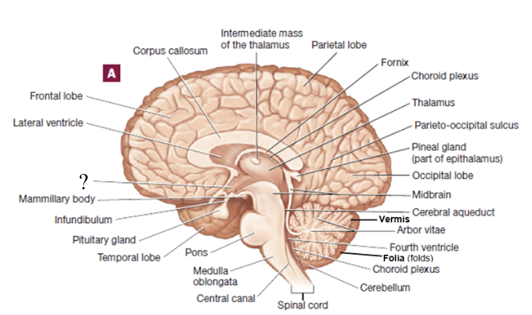 <p>anterior and inferior to the thalamus and is the major control center of the autonomic nervous and endocrine systems</p><ul><li><p>connected to the pituitary gland via the infundibulum </p></li><li><p>rests on the hypophyseal fossa</p></li></ul><p></p>