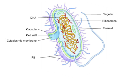 <ul><li><p>It makes up the majority of the microbiome.</p></li><li><p>These are living, single celled organisms.</p></li><li><p>It can be affected by antibiotics.</p></li></ul><p></p>